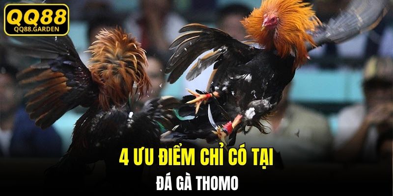 4 ưu điểm chỉ có tại đá gà Thomo