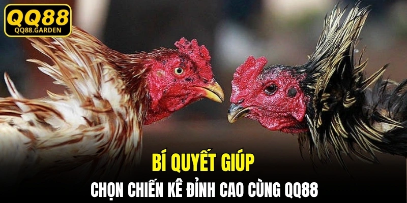 Bí quyết giúp chọn chiến kê đỉnh cao cùng QQ88