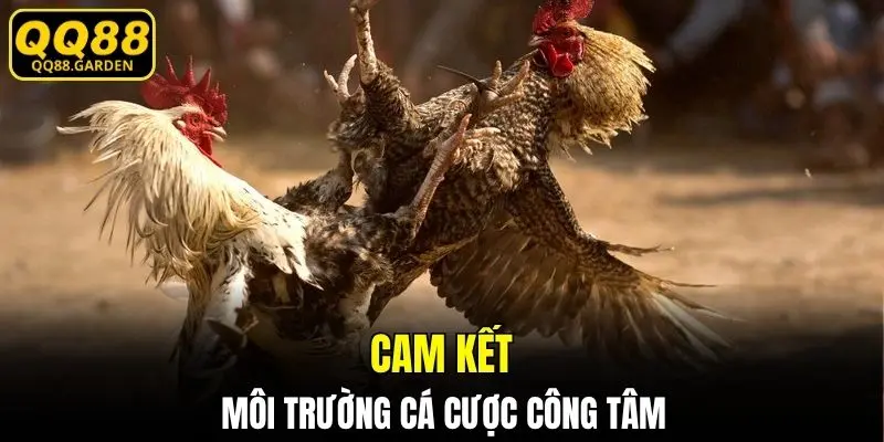 Đá gà QQ88 cam kết cá cược công tâm