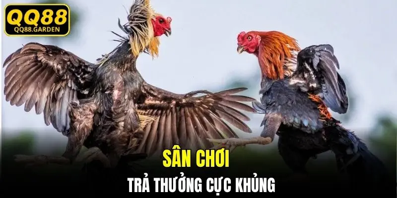 Đá gà QQ88 trả thưởng cực khủng