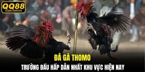 đá gà Thomo
