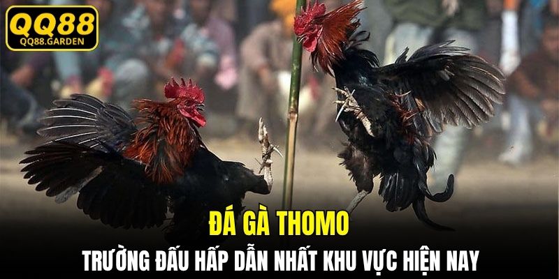 đá gà Thomo