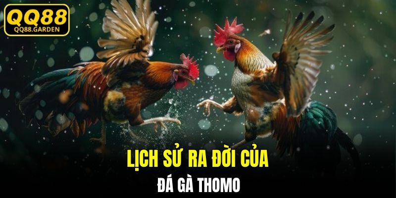 Lịch sử ra đời của đá gà Thomo